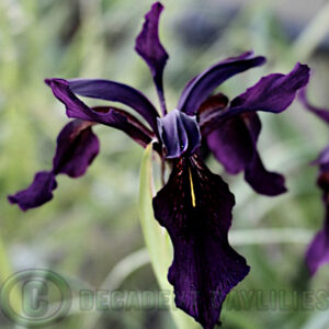 Iris Chrysographes delicate velvety flowers