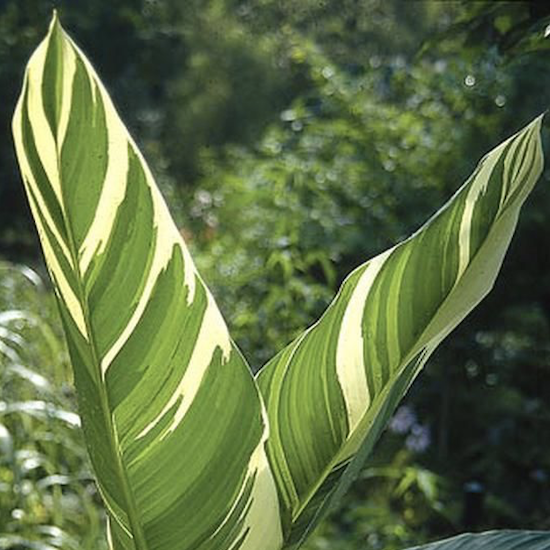 Canna Stuttgart cream to white and green magnificent leaves