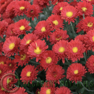 Chrysanthemum red flowers of buninyong bronze