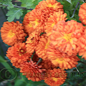 copper button chrysanthemum