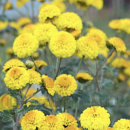 Yellow button type Chrysanthemum