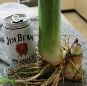 Our Canna Stuttgart Rhizomes