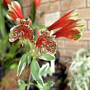 Variegated alstroemeria parrot lily whitish leaf margins