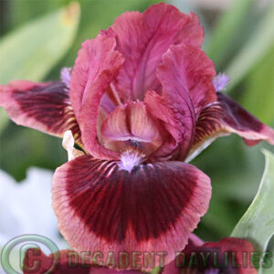 Dwarf Bearded Iris Cats Eye