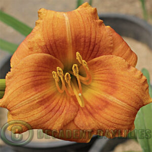 Daylily after the fall growing at Decadent Daylilies Daylily Nursery