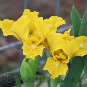 Brilliant gold dwarf bearded Iris