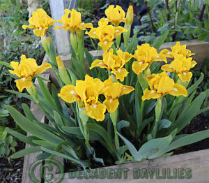 Dwarf Bearded Iris Clump