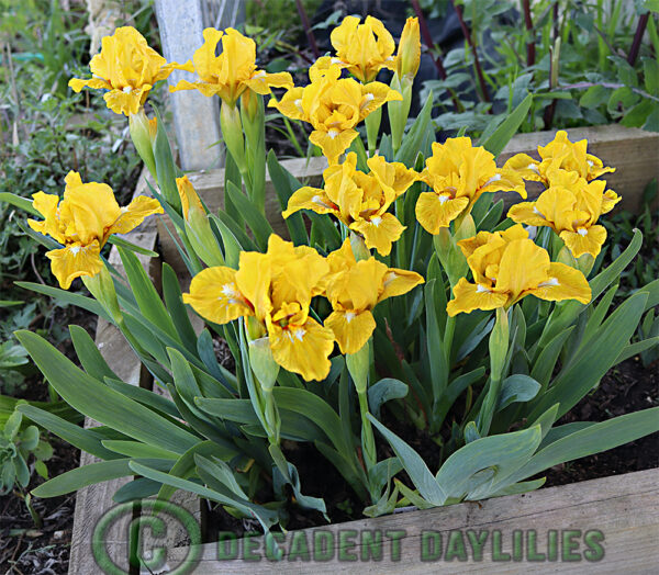 Dwarf Bearded Iris Clump