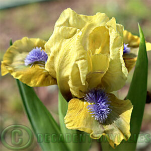 Dwarf Bearded Iris Happy Easter