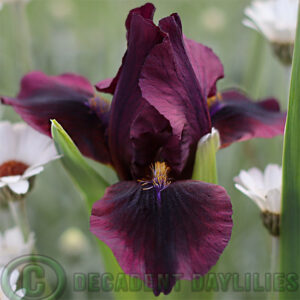 Dwarf Bearded Iris Wine Light