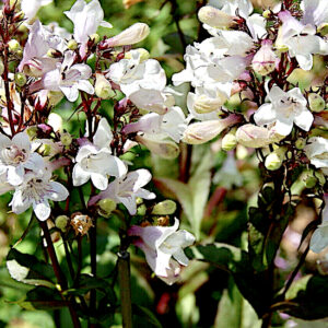 Penstemon husker's red grows in dry climate gardens