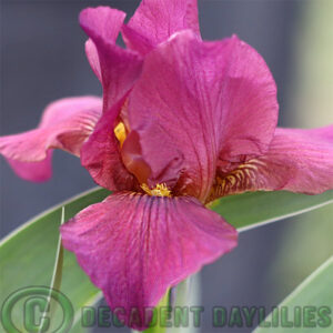 Dwarf Bearded Iris Say Red