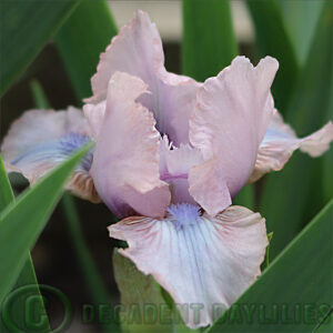 Dwarf Bearded Iris Smitten