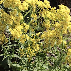 Aster Lutea grows in my garden