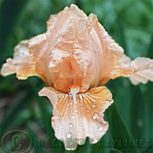 Dwarf Bearded Iris Apricot Kisses