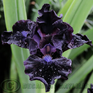 Dwarf Bearded Iris Bad Intentions near black