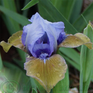 Dwarf Bearded Iris Blueberry Tart