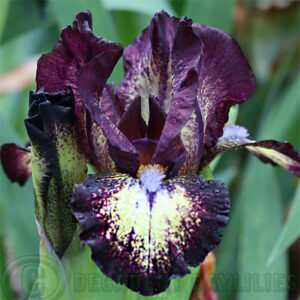 Dwarf Bearded Iris Buster