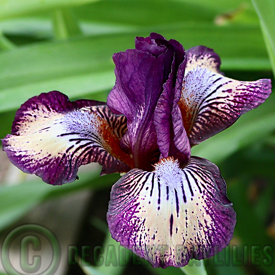Dwarf Iris For Fun growing in my garden