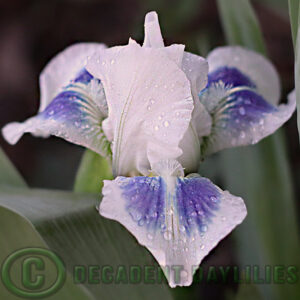 Iris Hi Sailor aqua and shades of blue