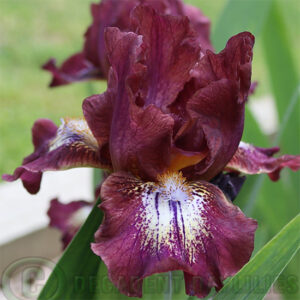 Dwarf Bearded Iris Hustle