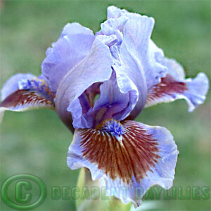 Dwarf Bearded Iris Island