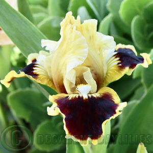 Dwarf Bearded Iris Jazzamatazz a border plant in my garden