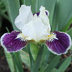 Dwarf Bearded Iris Making Eyes