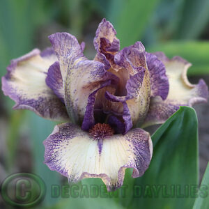 Dwarf Bearded Iris New Release a new release for me