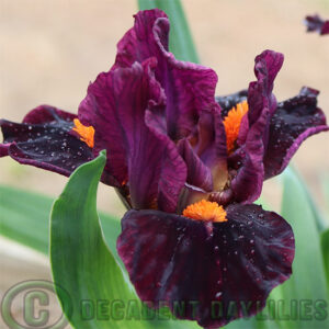 Dwarf Bearded Iris Outspoken