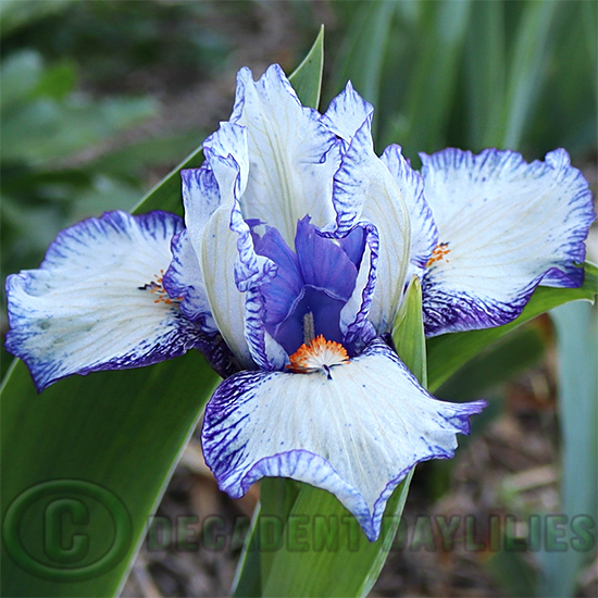 Dwarf Bearded Iris Prospectus