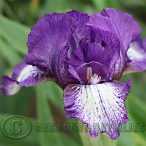 Dwarf Bearded Iris Taja - Bishops Violet