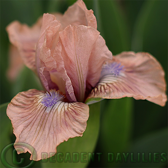Dwarf Bearded Iris Vibes