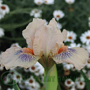 Dwarf Bearded Iris Web Of Desire