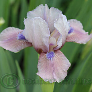 SDB Windrose Pink Iris