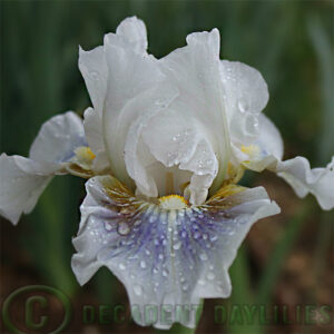 Median Bearded Iris Cool Call