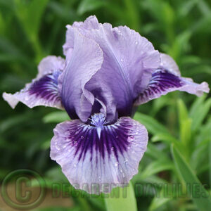 Median Bearded Iris Storm Song