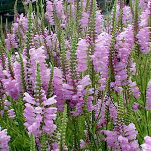 Physostegia Obedient Plant Pink