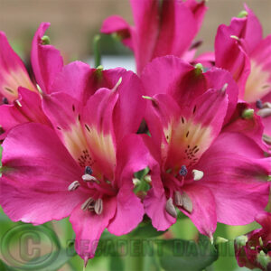 Alstroemeria Inca Yuko bright pink