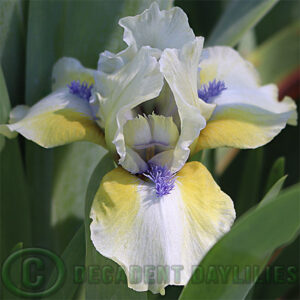 Dwarf Bearded Iris Sarah Taylor