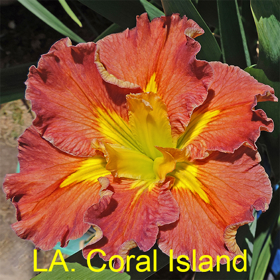 Louisiana Iris Coral Island