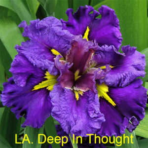 Louisiana Iris Deep In Thought