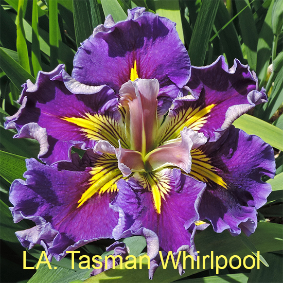 Louisiana Iris Tasman Whirlpool