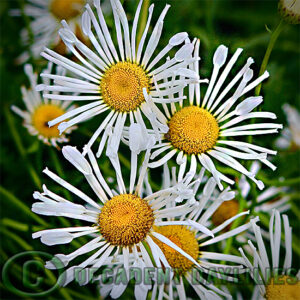 Shasta Daisy Silver Spoons flower