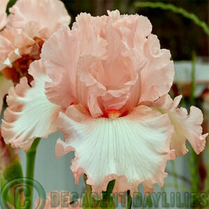 Tall Bearded Iris Future Bride