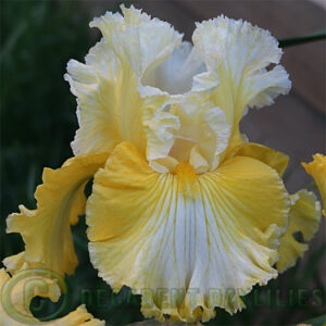Tall Bearded Iris Smart Money yellow and white flowers