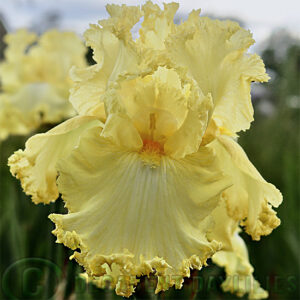 Tall bearded Iris Ritzy with lots of lace