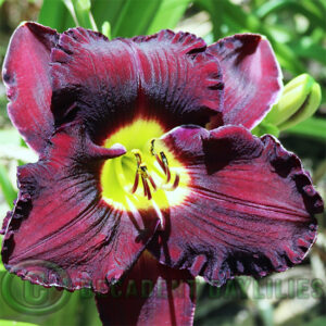 Daylily Dark and Dangerous