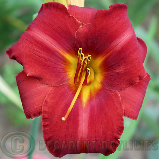 Daylily Forever Red is a cherry red