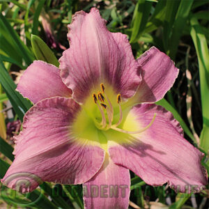 Daylily Lavender Etching